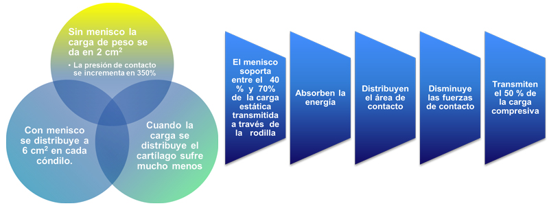 menisco esquema